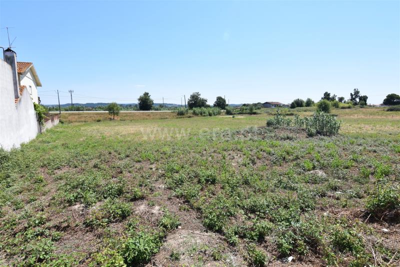 Lote / Coimbra, S. Martinho de Árvore